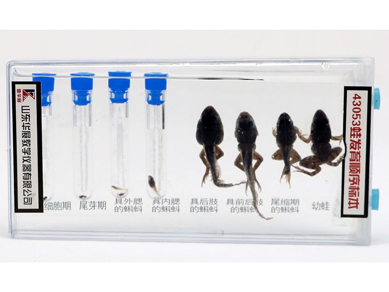 蛙发育顺序标本