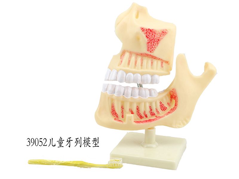 儿童牙列模型