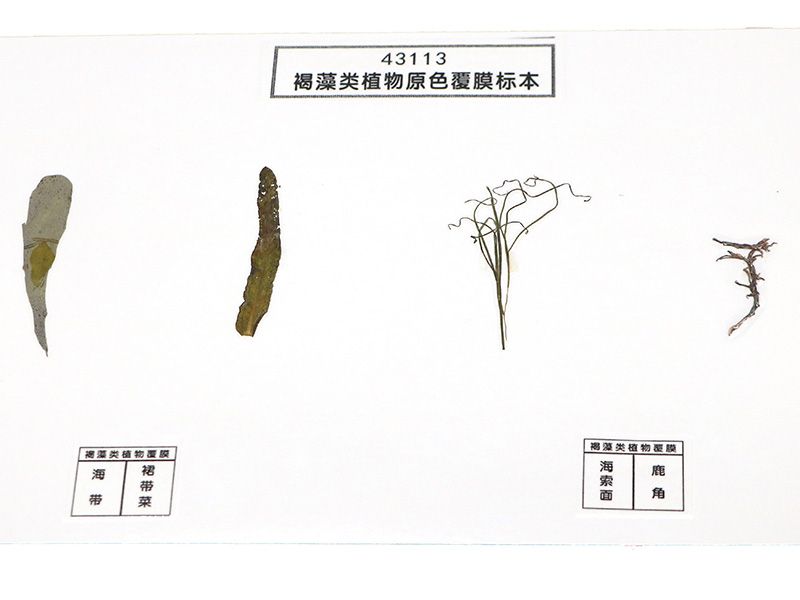 褐藻类植物原色覆膜标本