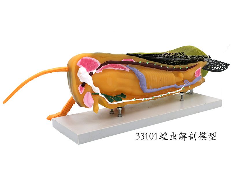 蝗虫解剖模型