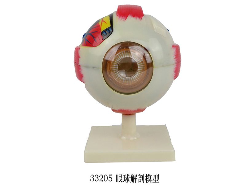 眼球解剖模型  白底座