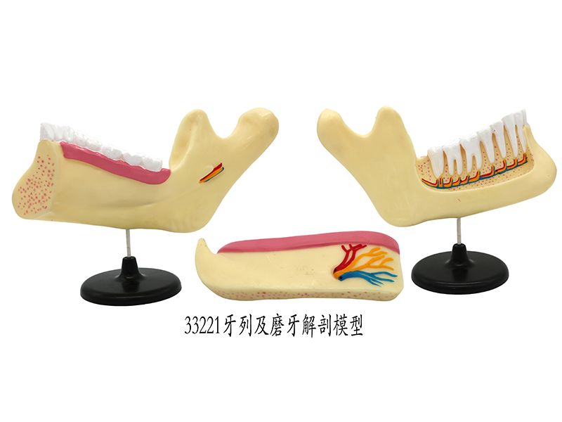 牙列及磨牙解剖模型