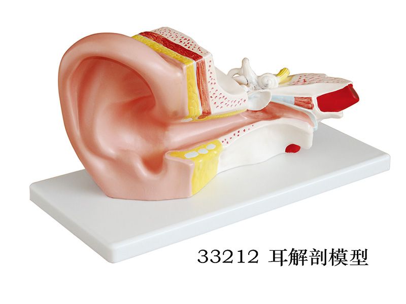 耳解剖模型