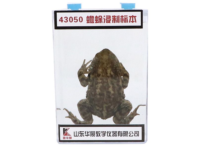 蟾蜍浸制标本