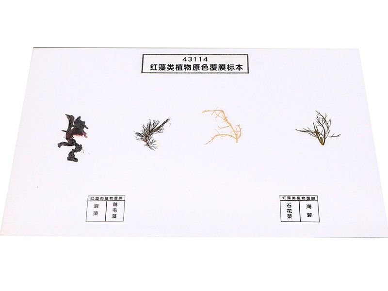 红藻类植物原色覆膜标本