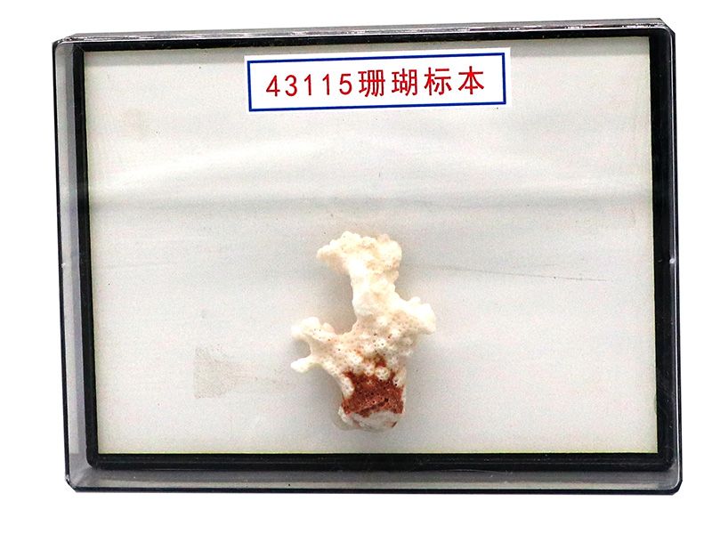 珊瑚标本