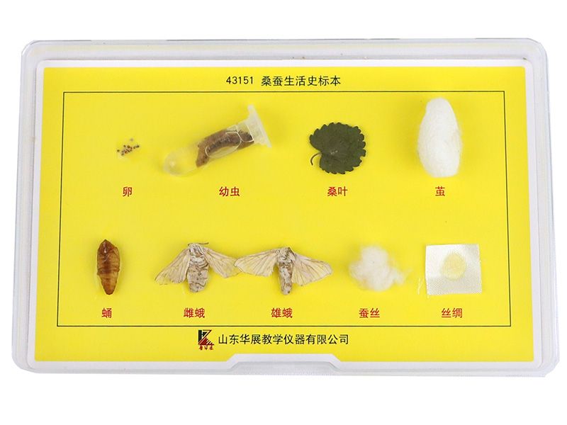 桑蚕生活史标本