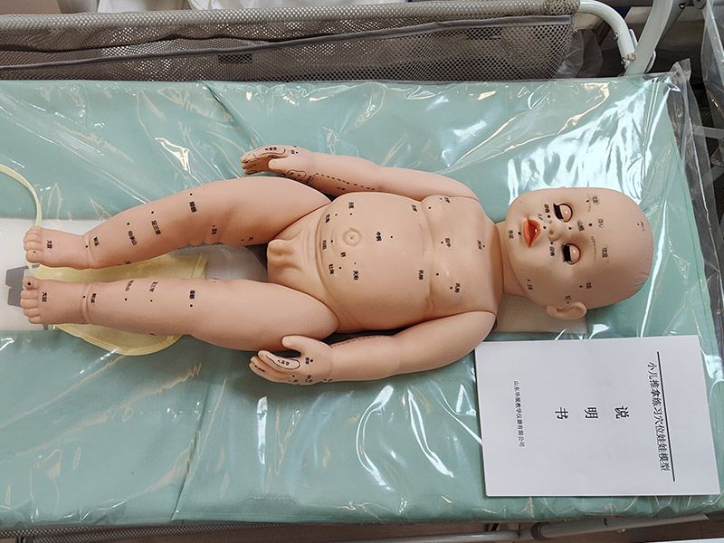 婴儿模型